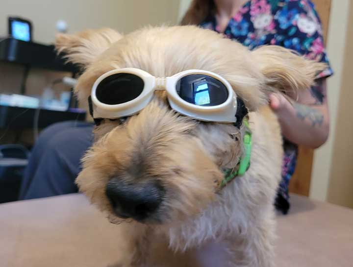 Laser Therapy for Dogs